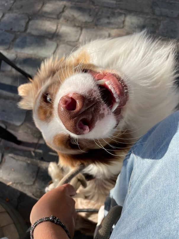 Sourire d'un berger australien au pelage rouge merle