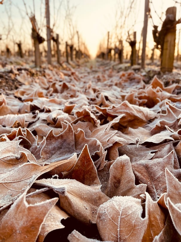 Lever de soleil dans les rangs de vignes jonchés de leur feuillage d'automne givré